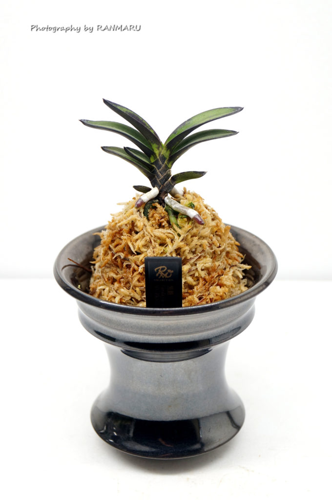 富貴蘭　シャ乱Ｑ 我が家の富貴蘭を紹介！ | BOTANICAL HEARTS ~植物で心に癒やしを~